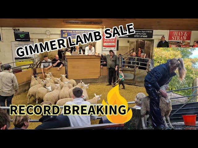 RECORD BREAKING!!! Selling our Gimmer Lambs !!