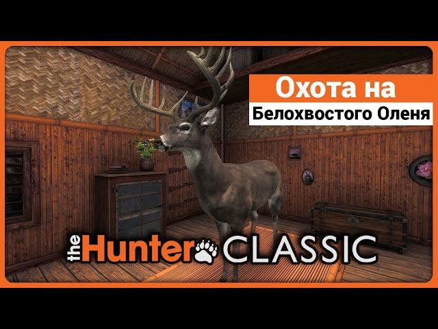 Охота на Белохвостых Оленей в theHunter Classic !