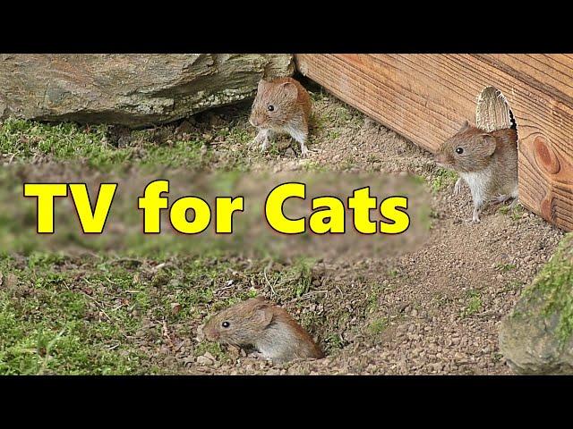 Cat TV ~ Mice Videos for Cats to Watch Extravaganza  Mouse Fun