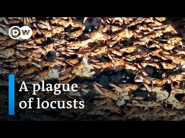 Italian island of Sardinia infested with locusts | Focus on Europe