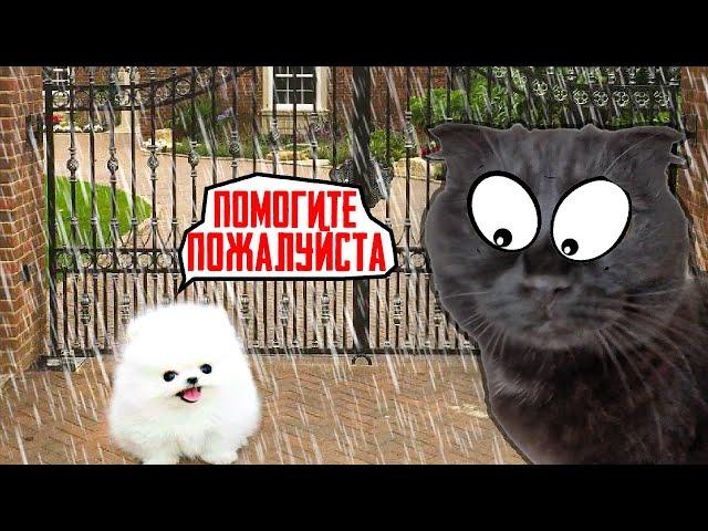 Кошки СПАСЛИ Маленького ЩЕНКА