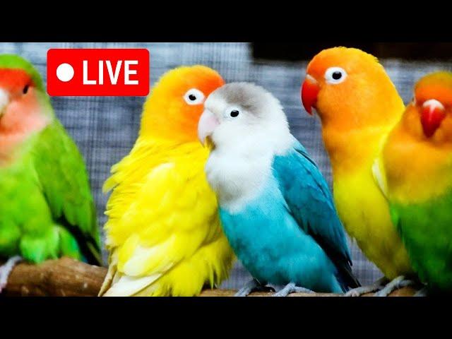  24/7 LIVE: Cat TV for Cats to Watch  Playful Love Birds cat tv | birds unboxing,,