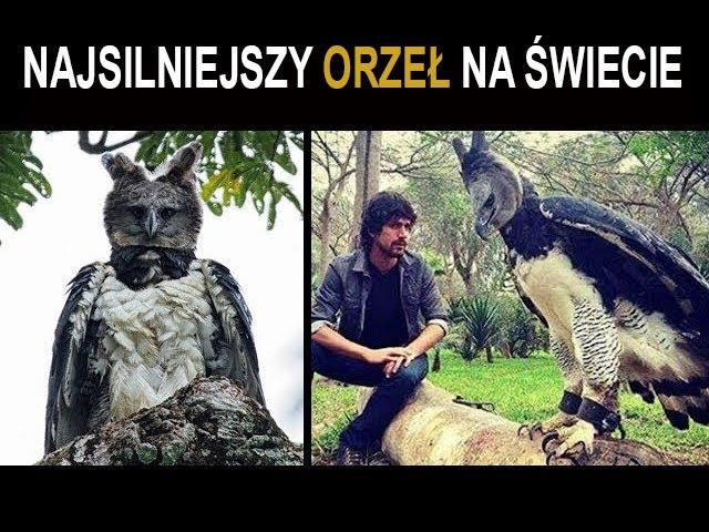 Prawdziwy latający potwór! Najsilniejszy jastrząb na świecie!