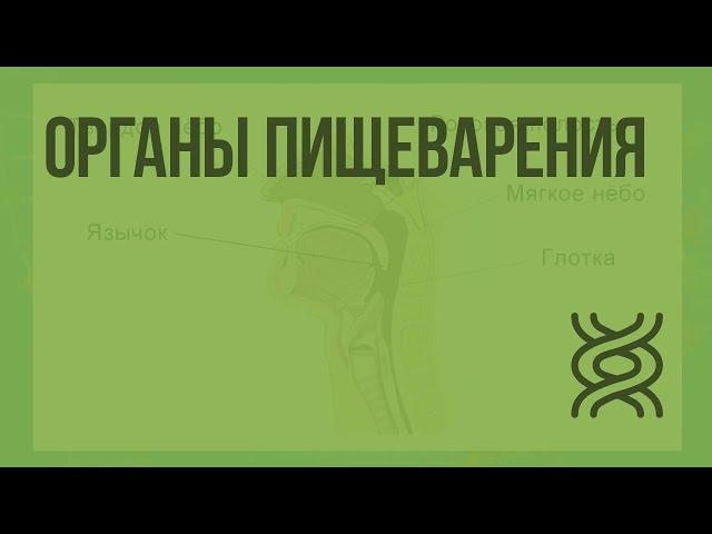 Органы пищеварения. Видеоурок по биологии 8 класс