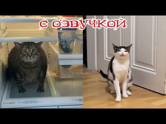 Funny Animal Videos 2024 - Funniest Dogs and Cats Videos #254