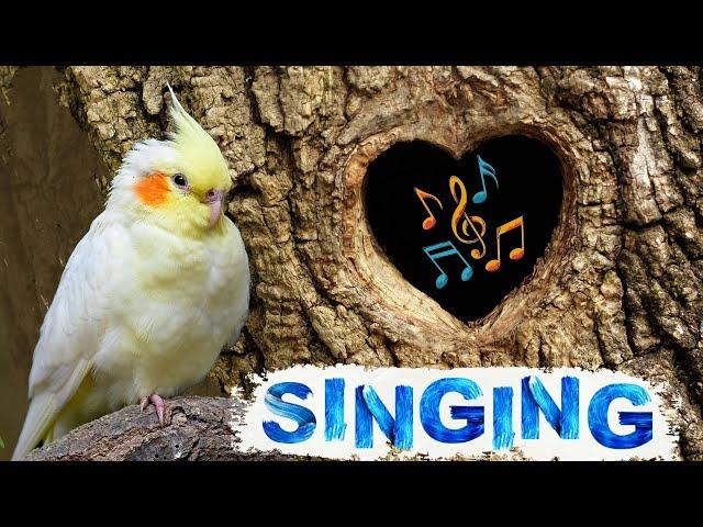 Cockatiel singing & whistle training |  cockatiel talking