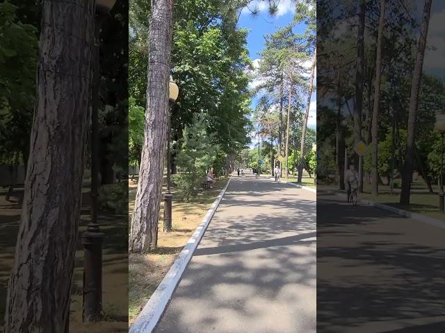 Спасает аллея 1000 сосен.Горячий Ключ.28.06.2024г