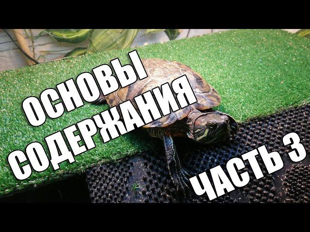 Основы содержания красноухих черепах, часть 3