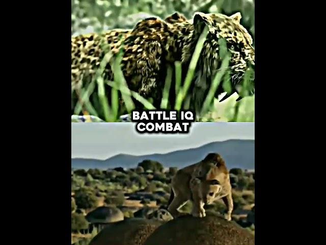 Smilodon Populator VS Smilodon Fatalis #shorts #smilodon #sabertoothtiger