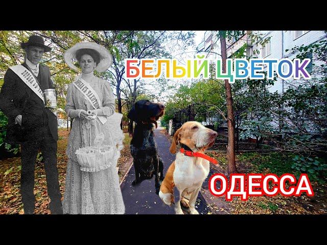 Одесса Белый Цветок. Туберкулез. Сестры Витте. Архитекторская. База Черноморца. История. #зоотроп