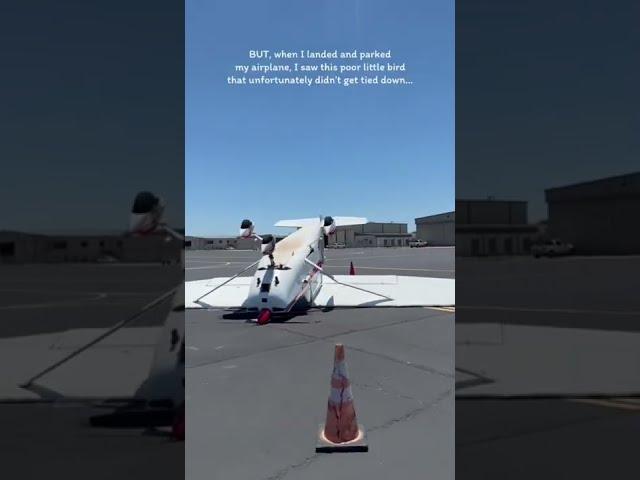 Landing in high winds and a flipped over Cessna!