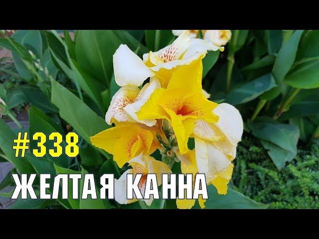 Желтая канна | Жизнь в Адлере