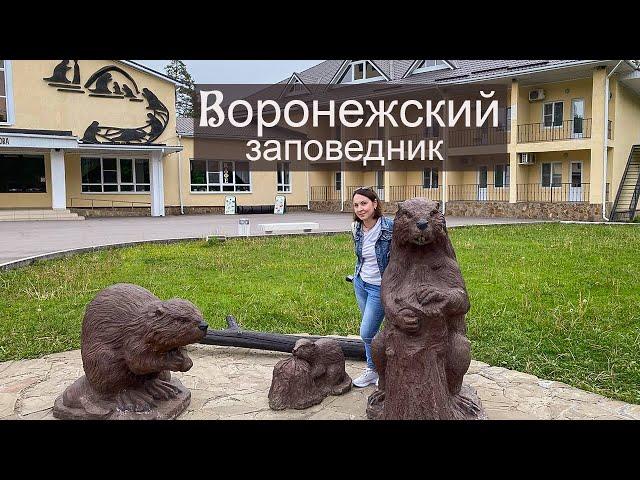 Воронежский биосферный заповедник. В гостях у бобров.