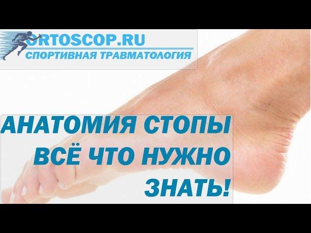 АНАТОМИЯ СТОПЫ. ВСЁ ЧТО НУЖНО ЗНАТЬ