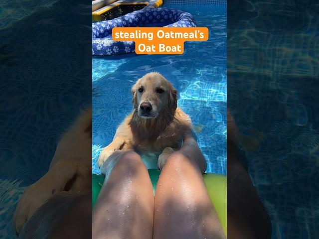 This did not go as planned… #OatBoat #SwimmingDog #PoolTime