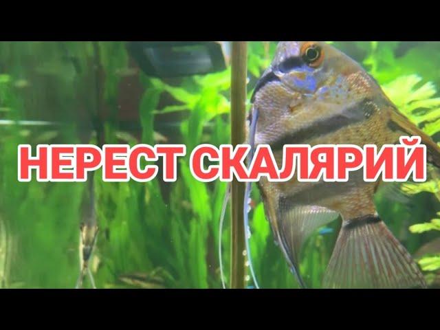 НЕРЕСТ СКАЛЯРИЙ