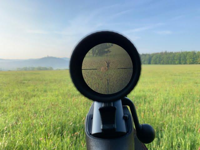 Roebuck hunting Czech Republic