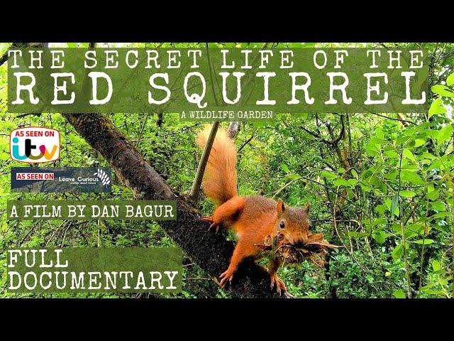 The Secret Life of The Red Squirrel - Full Documentary