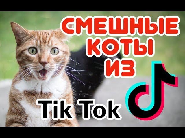 Смешные КОТЫ из Tik Tok / Funny CATS from Tik Tok