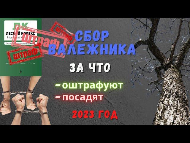 Сбор валежника 🪵 в лесу:  сроки, штрафы ₽. Новые правила с 2023 года