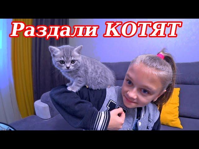 Отдали котят мама кошка грустит Влог!