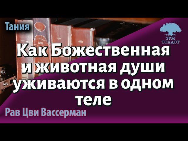 Единство противоположностей. 1 часть книги «Тания» 11-й урок. Рав Цви Вассерман