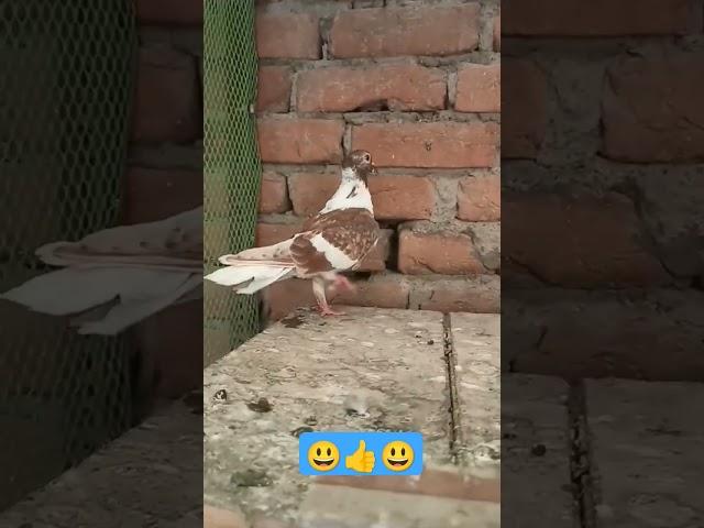 #kabootar️Bazi#pigeon ️#bird #kabootar #faktar kabutar️#terndinge