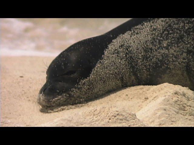 Hawaiian Monk Seal