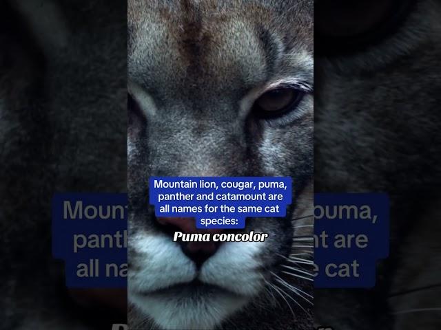 Puma, cougar or mountain lion?  #wildlife #animals #cougar #puma