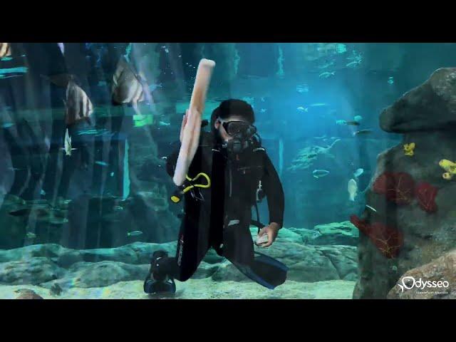 A trip to Odysseo Oceanarium Mauritius