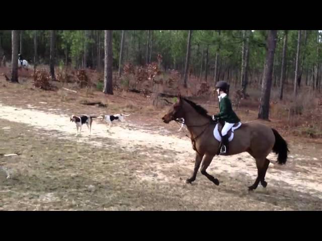 Aiken Hounds