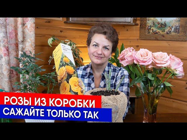 Розы из коробки сажайте только так