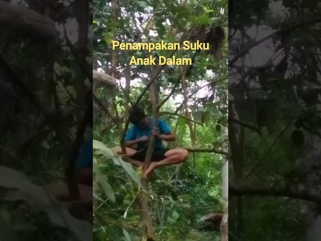 Penampakan Suku Anak Dalam