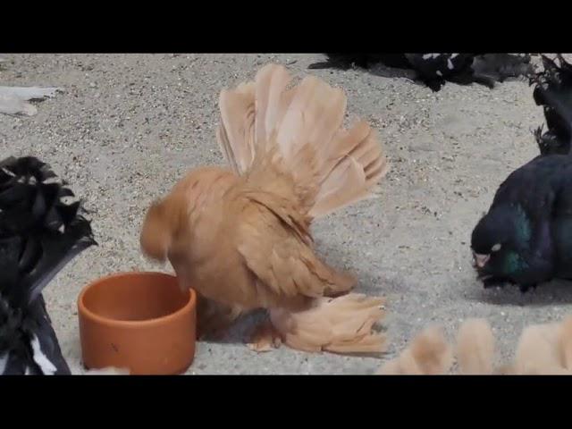 Статные голуби  в Германии(Stately pigeons in Germany)