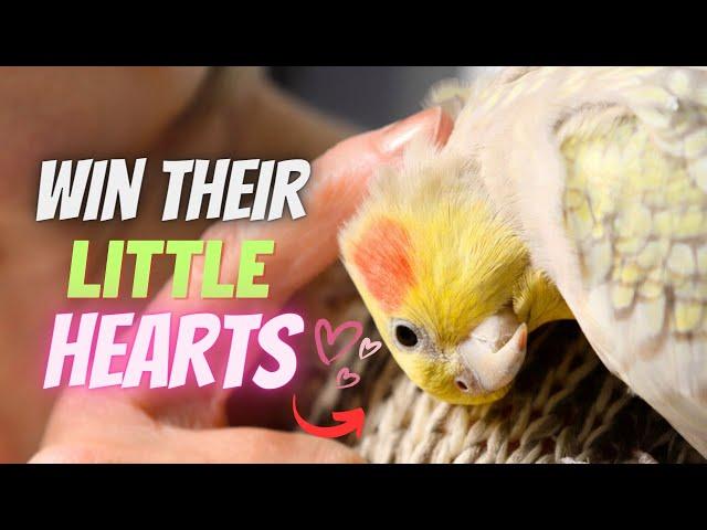 5 Keys ️ To UNLOCK Your Cockatiel's Heart 