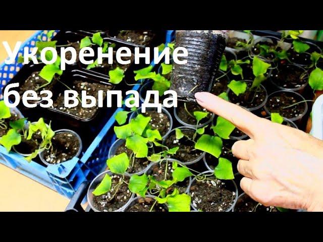 Теперь ТОЛЬКО ТАК черенкую  клематисы. Получила 100% результат   Пересадка