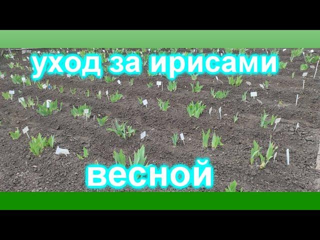 УХОД ЗА ИРИСАМИ ВЕСНОЙ