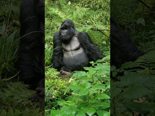 Mountain  Gorillas  of uganda