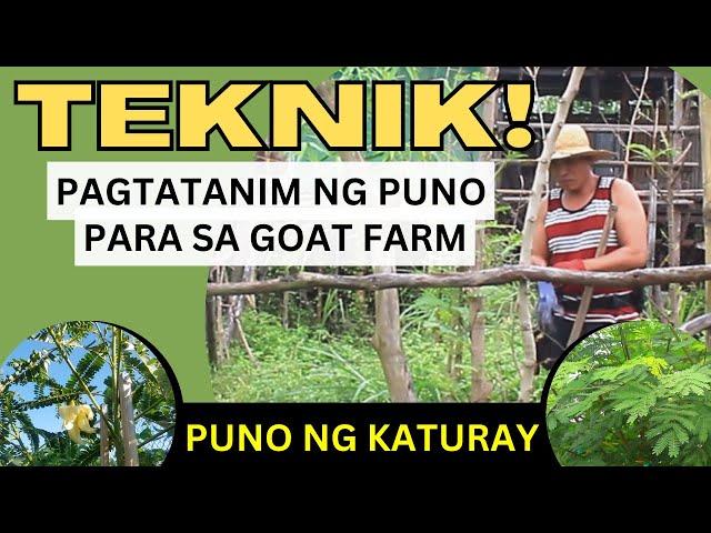 TEKNIK para sa pagtatanim ng Punong kaylangan para sa GOAT FARM