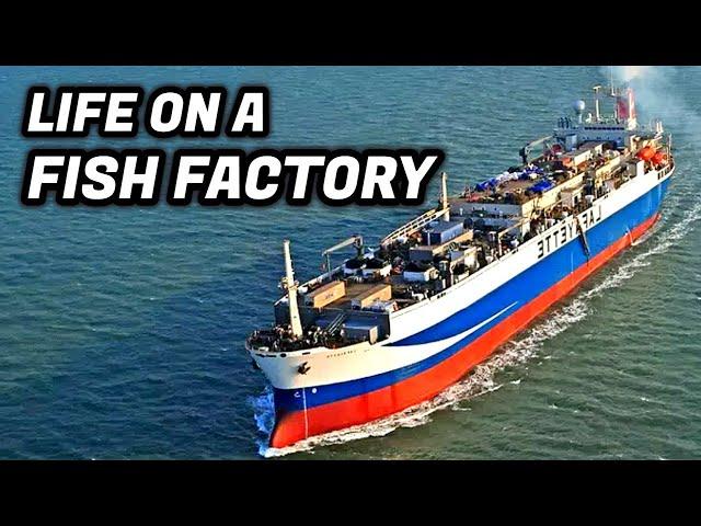 Life On The World's LARGEST Floating Fish Factory