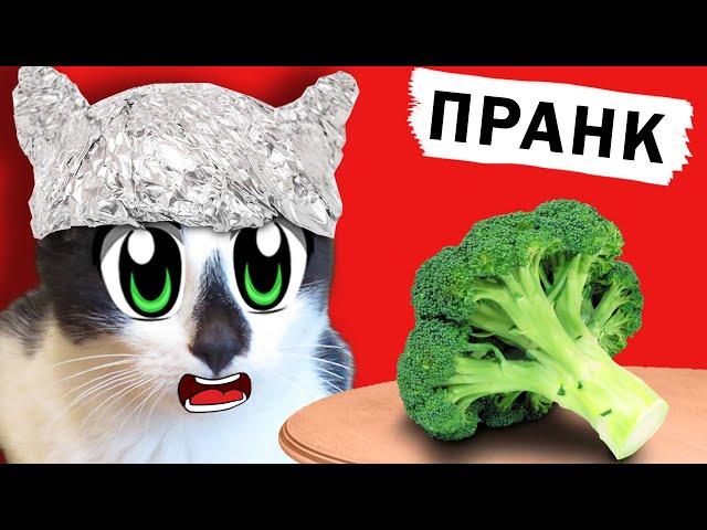 ПРАНКИ НАД КОТАМИ! СМЕШНОЙ КОТ И КОШКА МУРКА РАЗЫГРАНЫ! Новые ПРИКОЛЫ! 4 смешных ПРАНКА над ДРУЗЬЯМИ