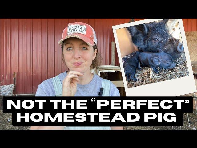 UNPOPULAR OPINION | Why we are done with these pigs | Kunekune |