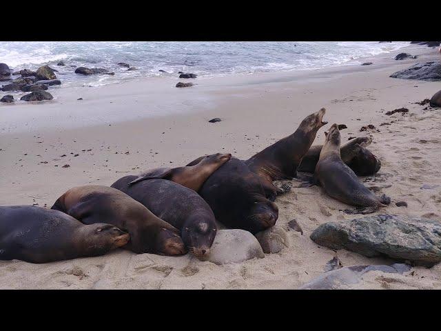 4K Sea Lions at La Jolla  Beach California Meditation, Relax, Deep Sleep, Stress Relief, White Sound