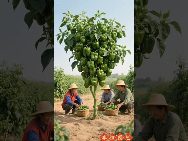 This pepper has so many fruits #agricultural production knowledge #crop cultivation #fruit and veget