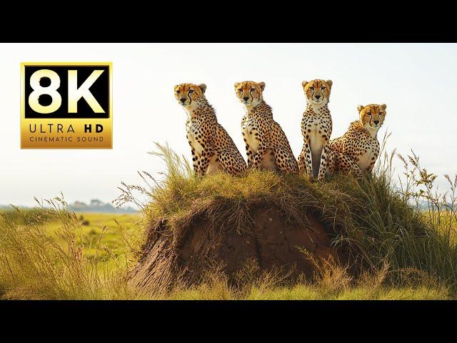 EXPLORE THE ANIMAL KINGDOM 8K ULTRA HD 60 FPS | with Cinematic Sound (Colorful Animal Life)