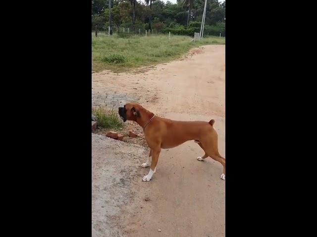 Funny boxer dog