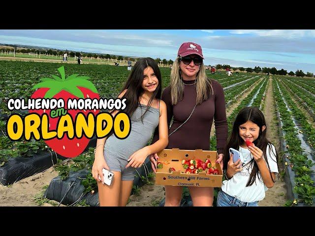 Southern Hills Farm - colhendo morangos em Orlando