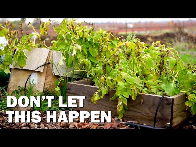 10 Biggest Gardening Mistakes You MUST AVOID