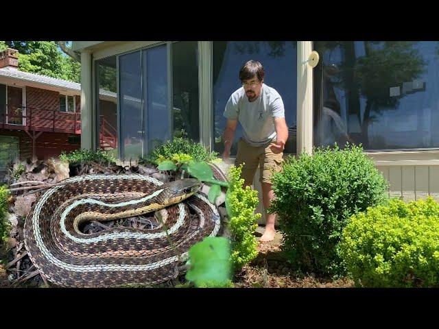 Eastern Garter Snake in the Yard!