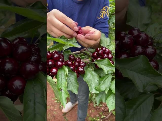 樱桃收获季节即将到来。园丁为您带来美味又营养的樱桃。樱花园非常美丽。 #樱桃 #cherry #2024 #shorts #fruit